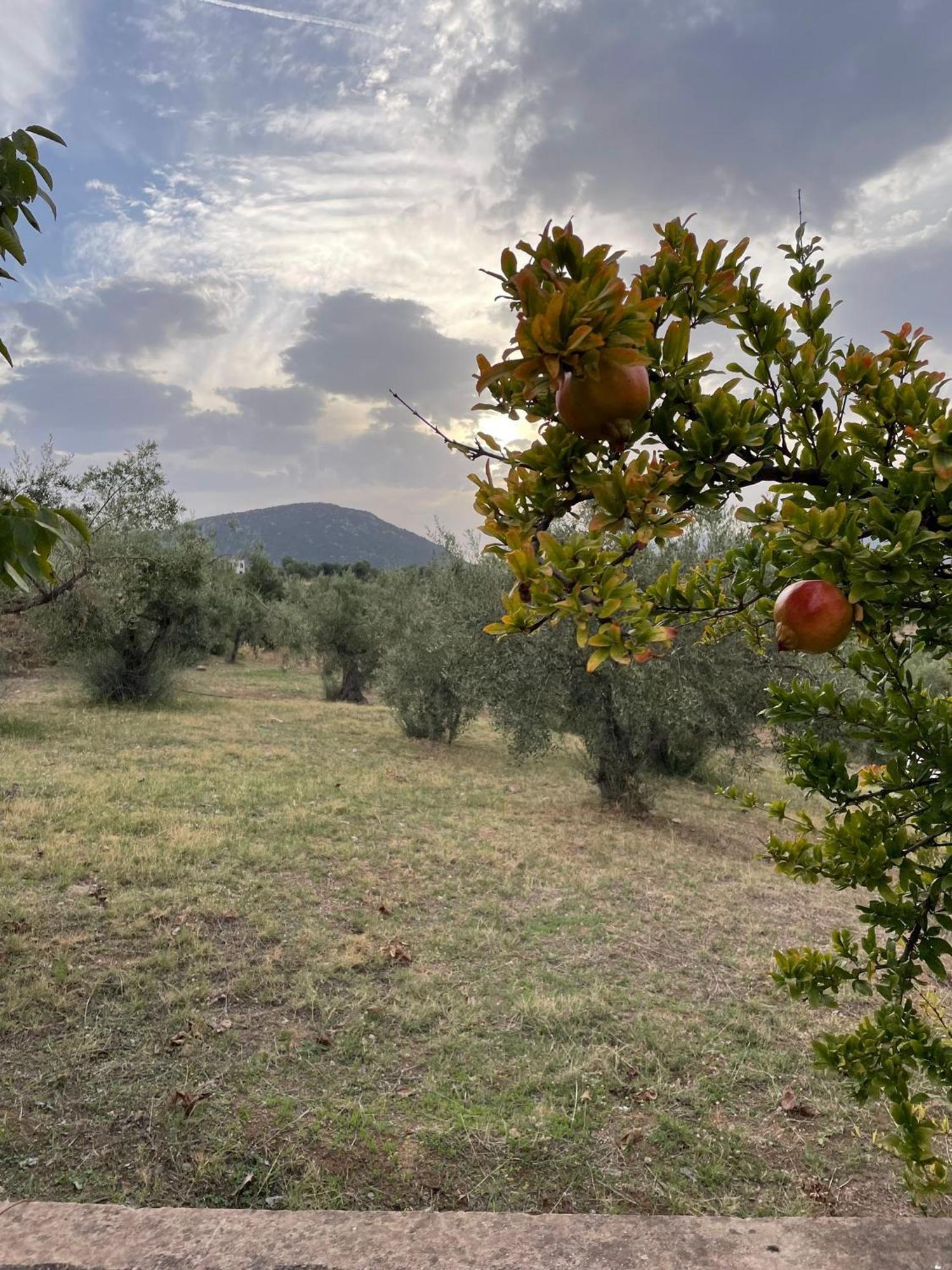 Panoramic View Summerhouse Loukissia Екстер'єр фото